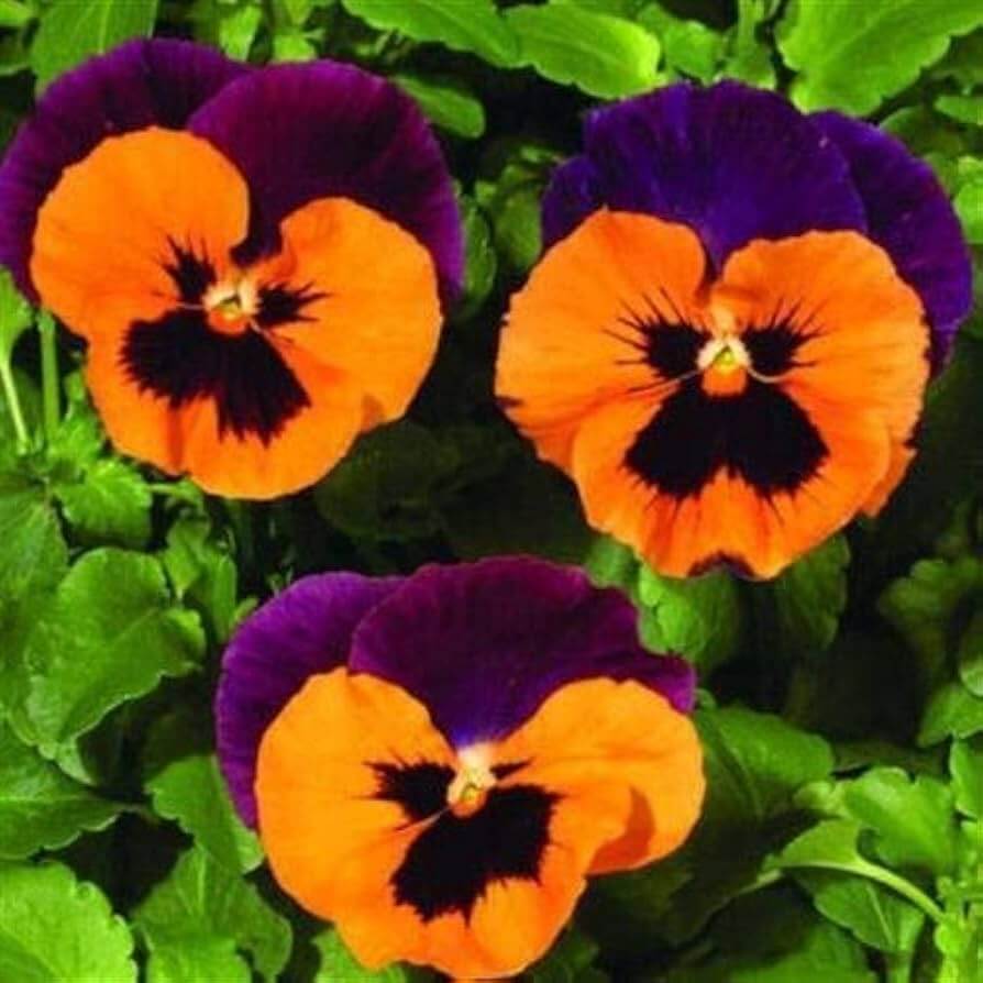 Purple Orange Pansy plant