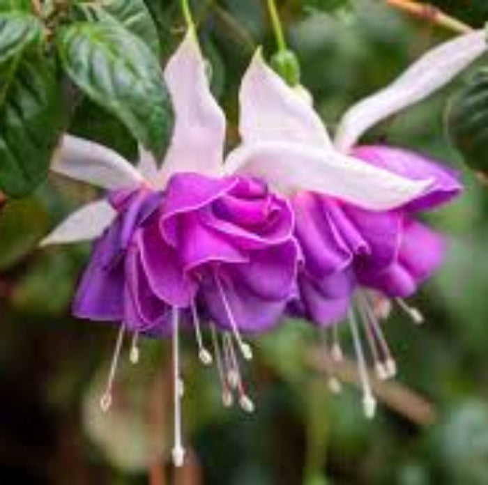 Double Petal Fuchsia plant