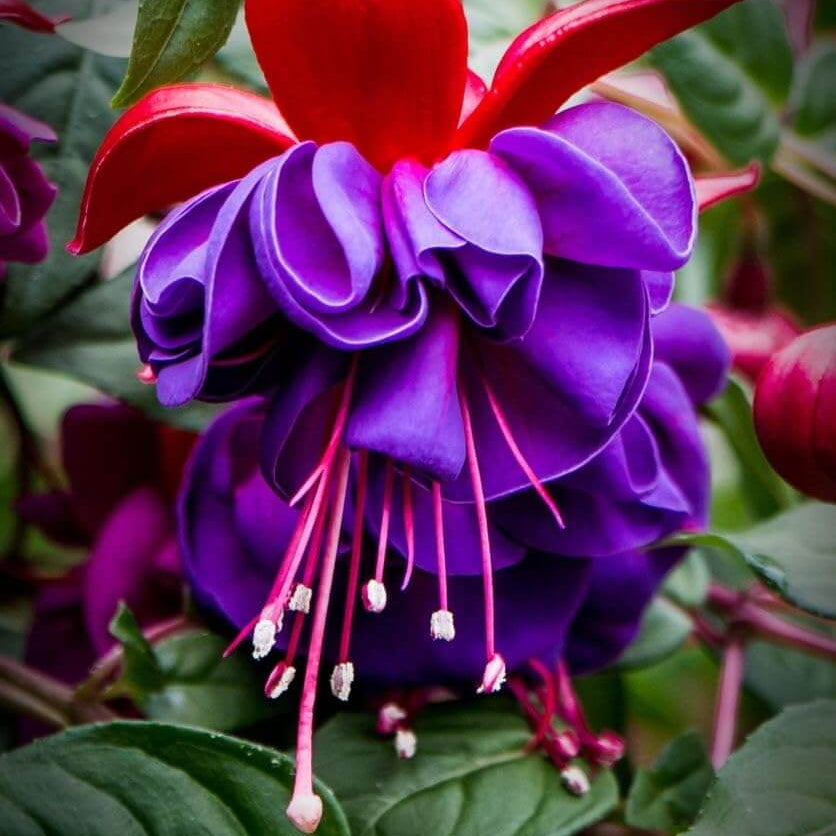 Purple Pink Fuchsia plant