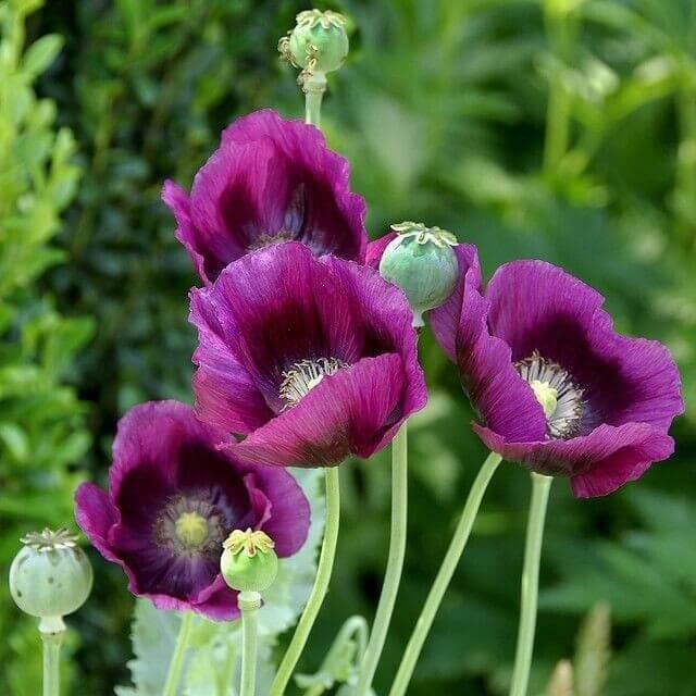 Purple Poppy plant
