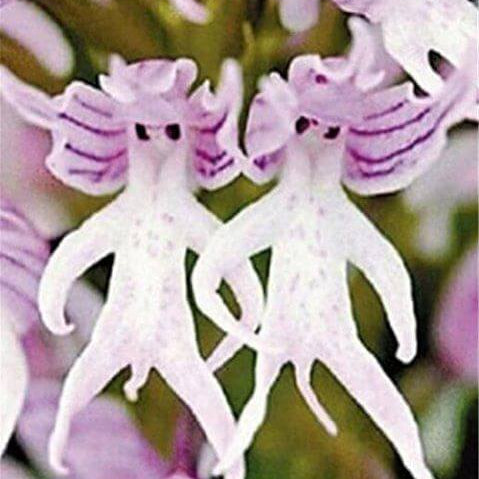 Pyramid Monkey Orchid plant