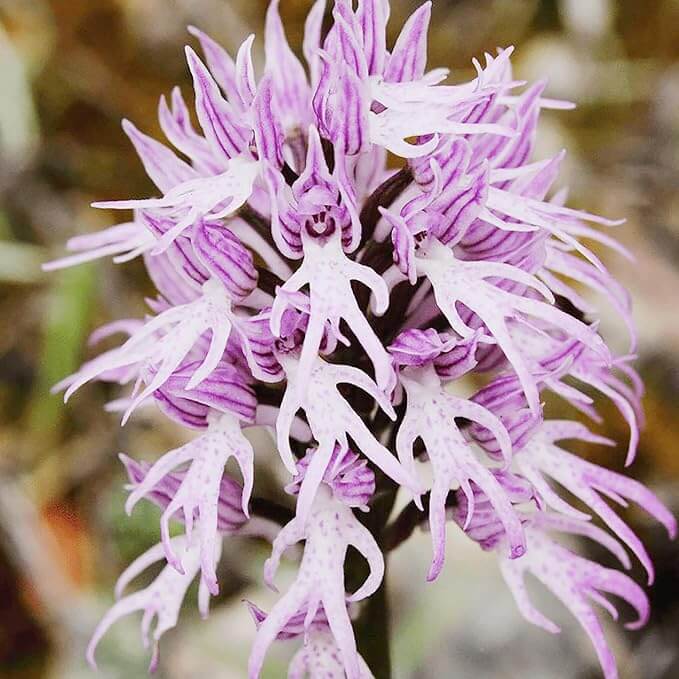 Pyramid Monkey Orchid plant