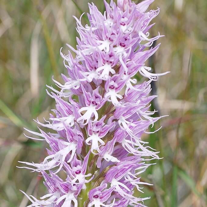 Pyramid Monkey Orchid plant