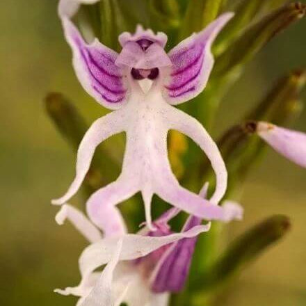 Pyramid Monkey Orchid plant