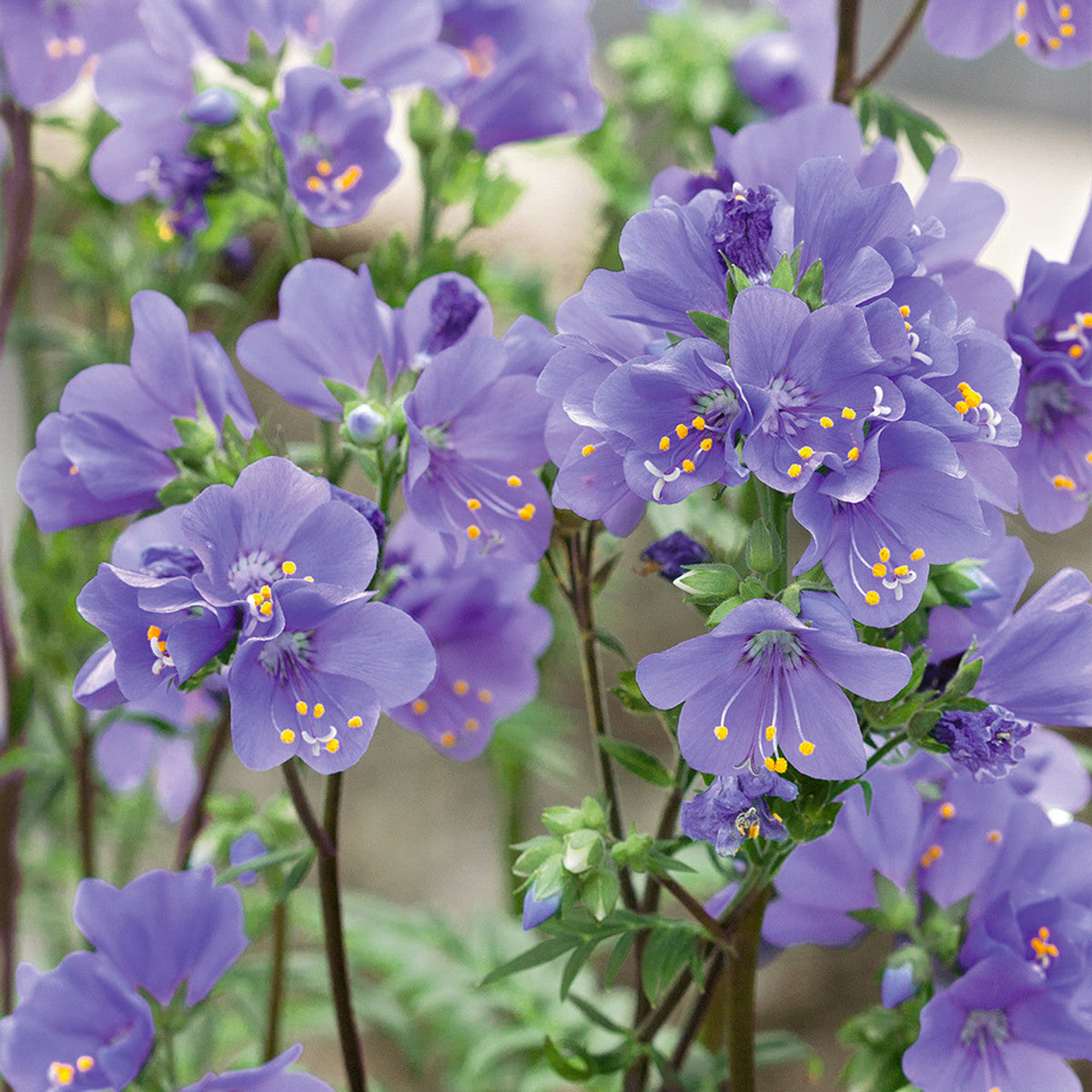 Rain Jacob's Ladder plant