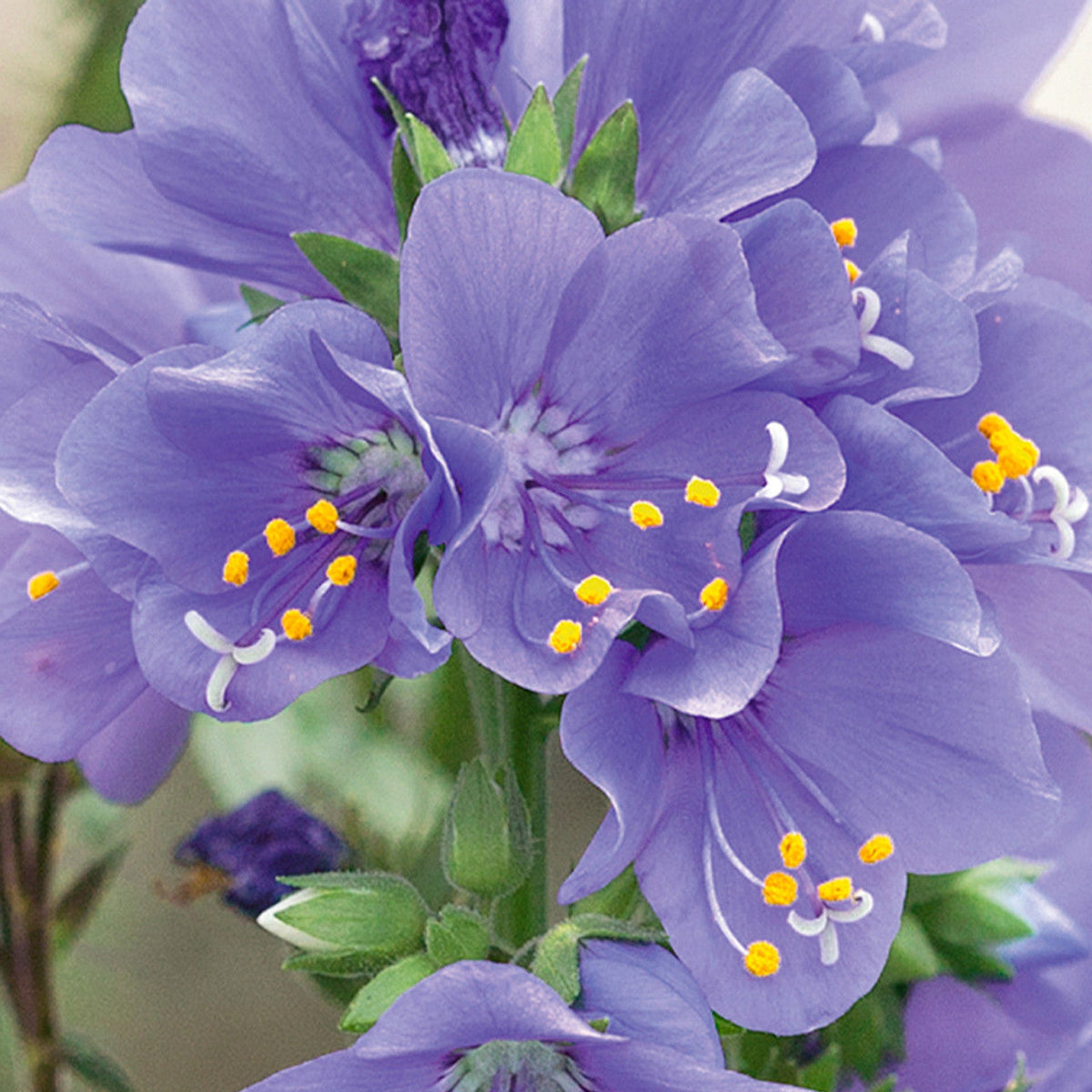 Rain Jacob's Ladder plant