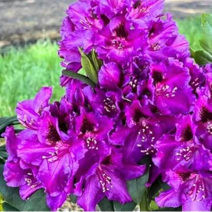 Purple Rhododendron Azalea plant
