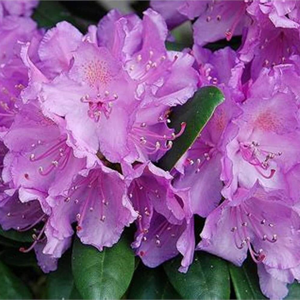 Purple Rhododendron Azalea plant
