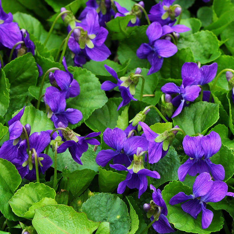 Purple Sweet Violet plant