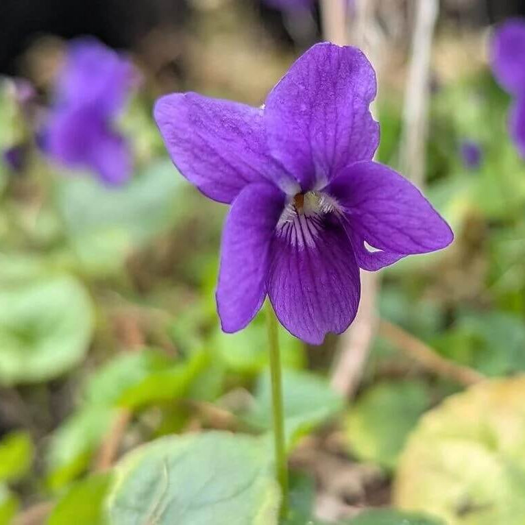 Purple Sweet Violet plant