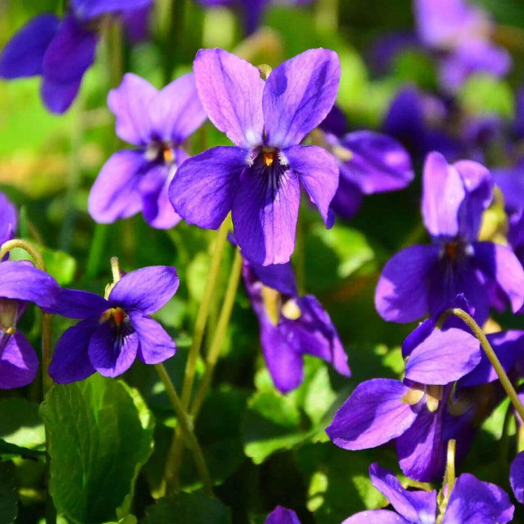 Purple Violet plant