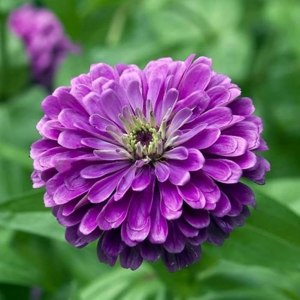 Purple Zinnia plant