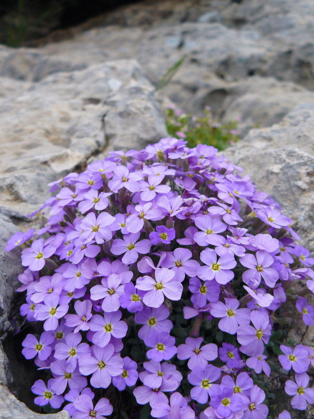 Aubrieta flower seeds