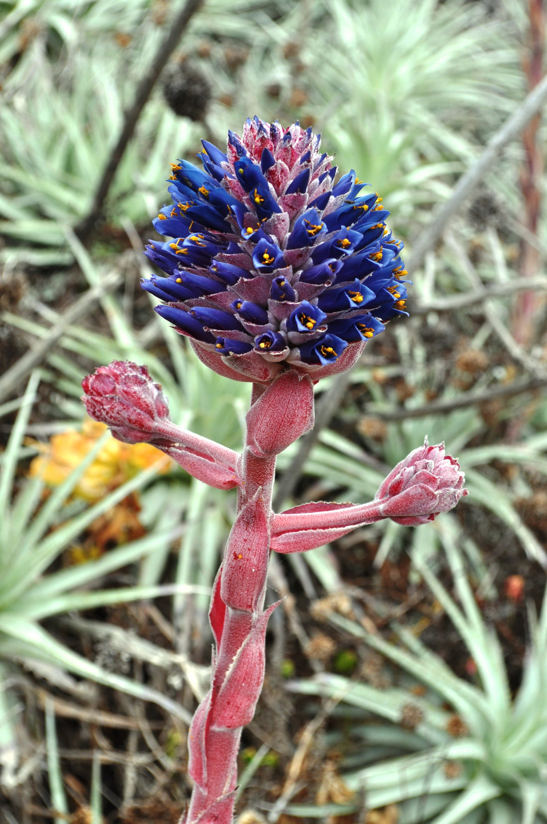 Pink Blue flower seeds