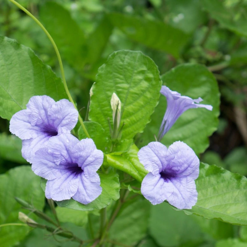 Purple Humilis Flower Seeds for Planting – Heirloom Non-GMO Garden Seeds