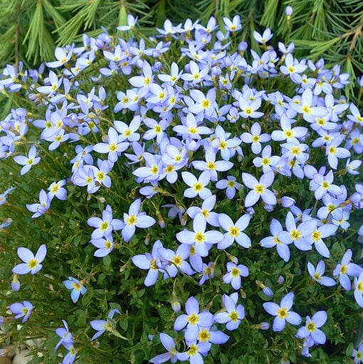Quaker Ladies plant