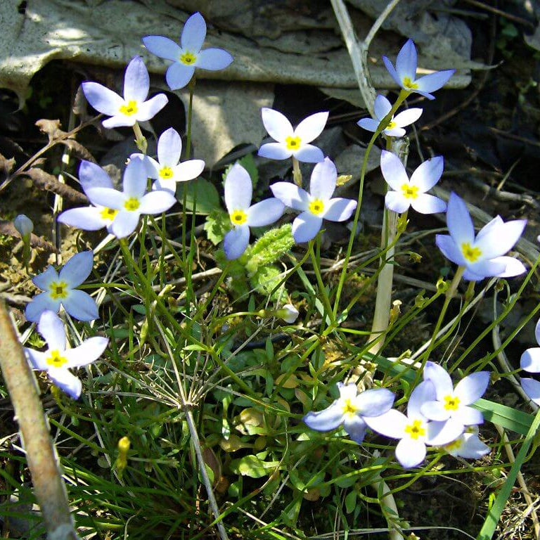 Quaker Ladies plant