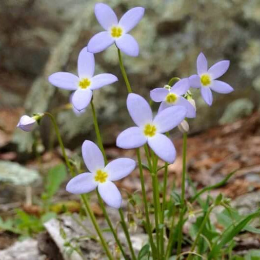 Quaker Ladies Wildflower plant