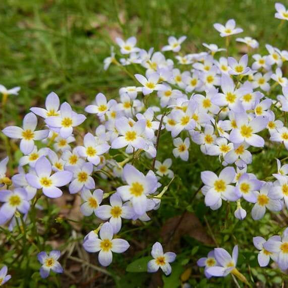 Quaker Ladies Wildflower plant