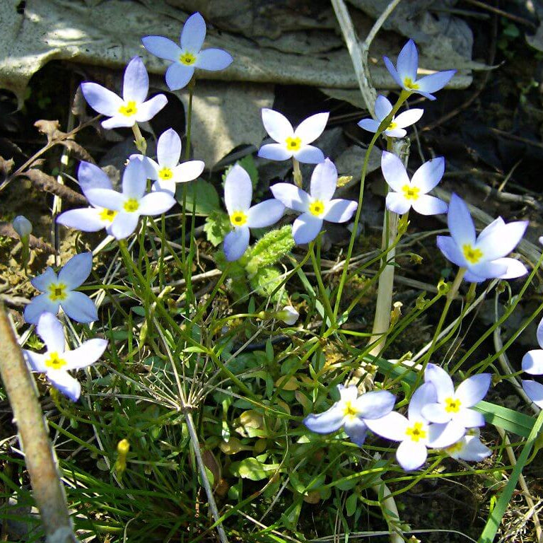 Quaker Ladies Wildflower plant