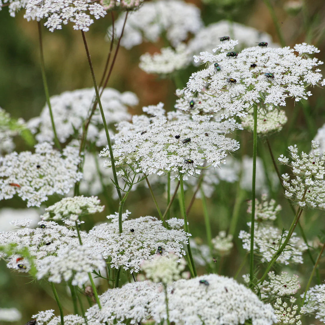 Queen Anne'S flower seeds