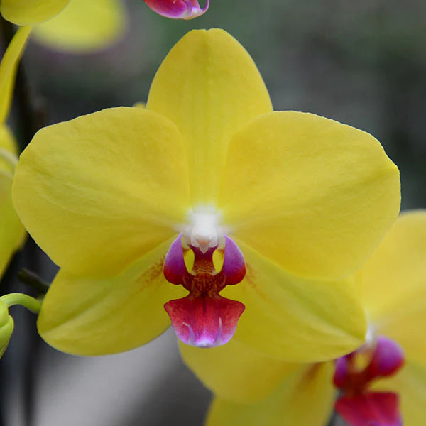 Pink Yellow flower seeds