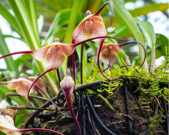 Monkey Orchid Flower Seeds for Planting – Heirloom Non-GMO Garden Seeds