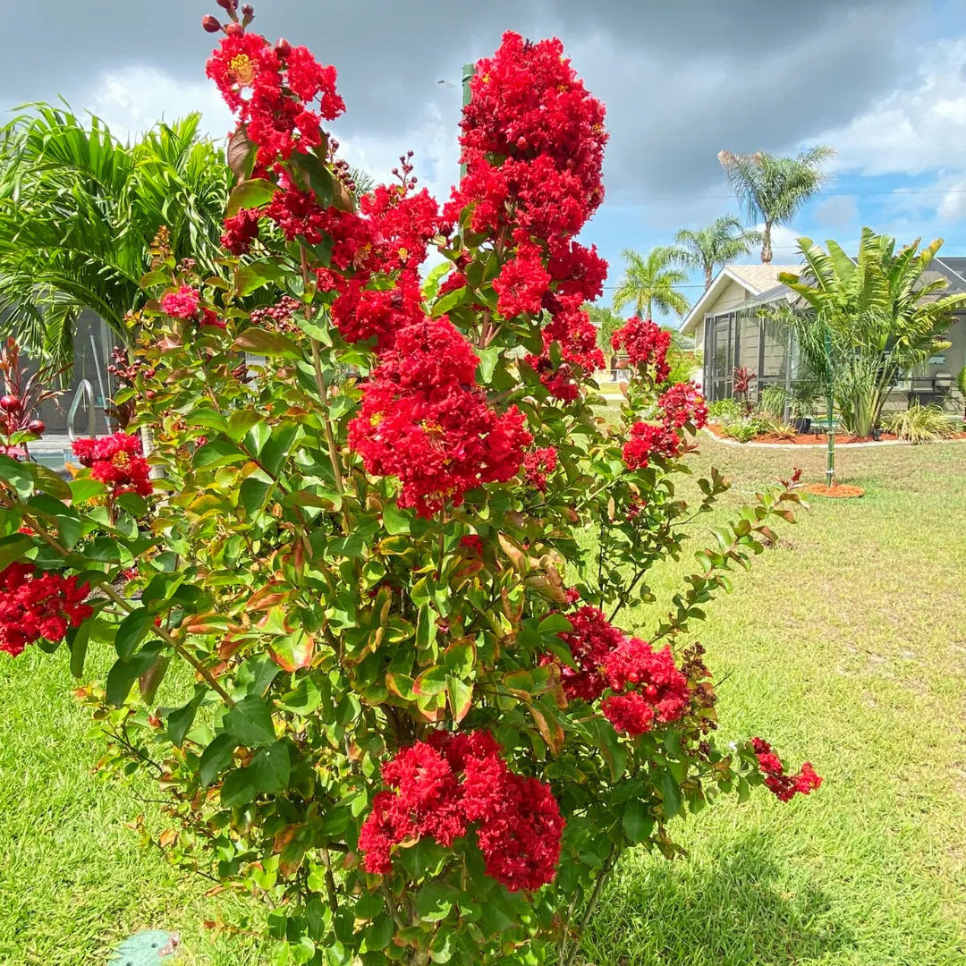 Crepe Myrtle flower seeds