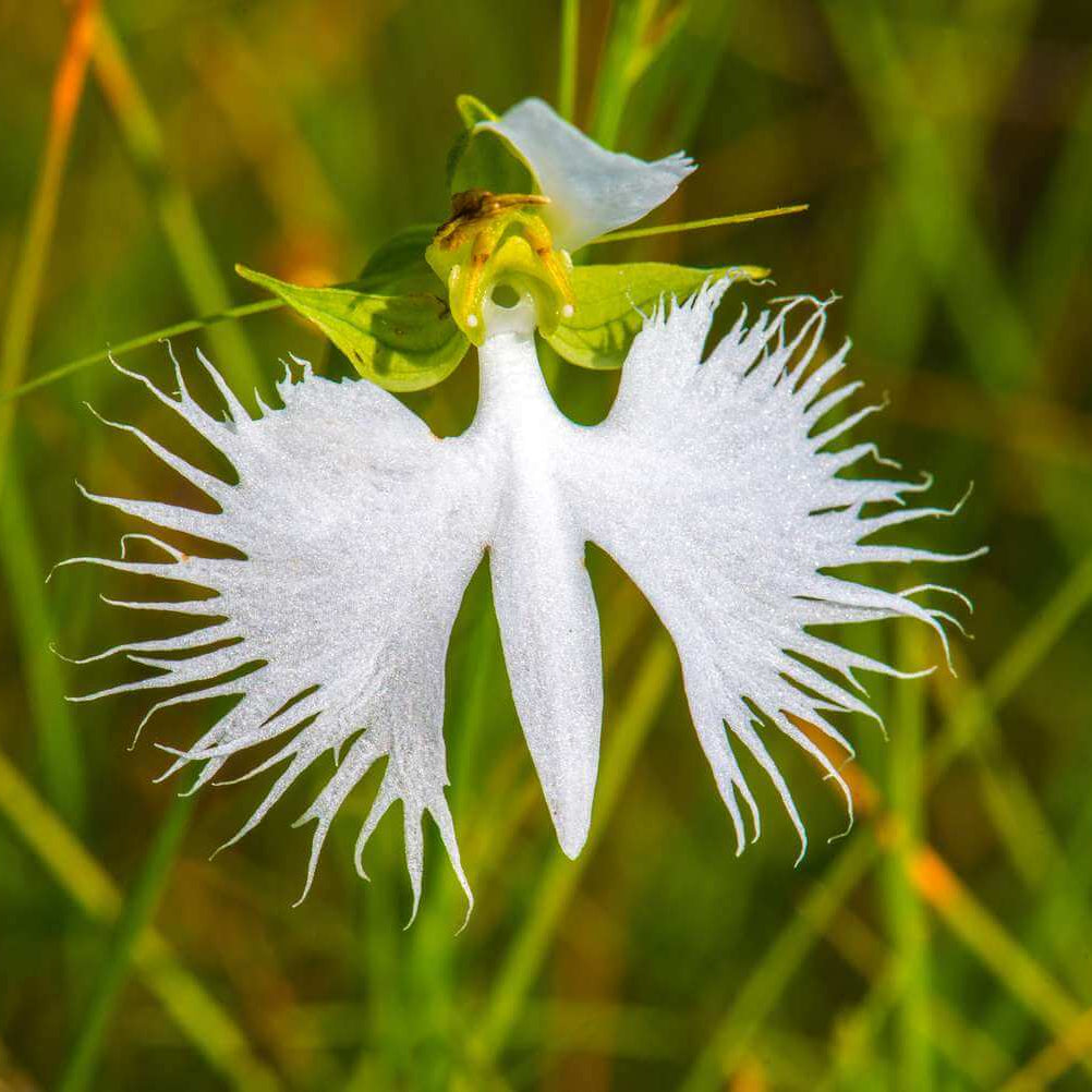 Radiata Orchid plant