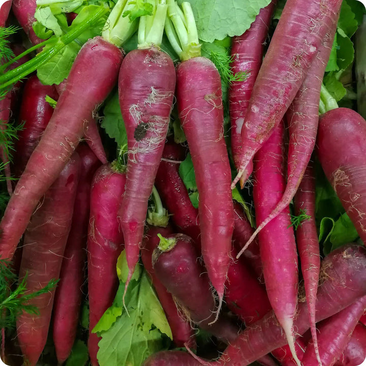 china rose radish seeds