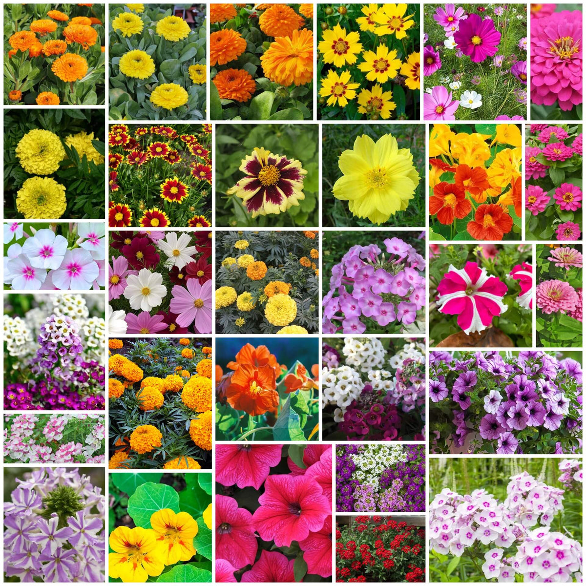 Flower Seed Mix plant