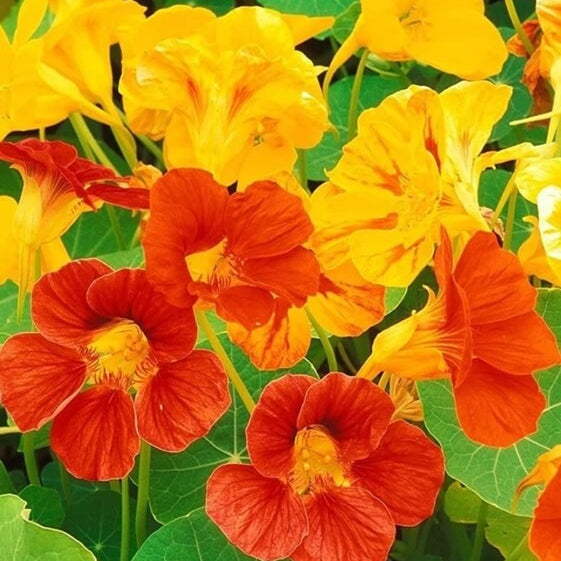 Flower Seed Mix plant