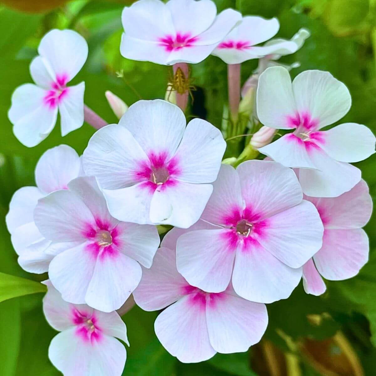Flower Seed Mix plant