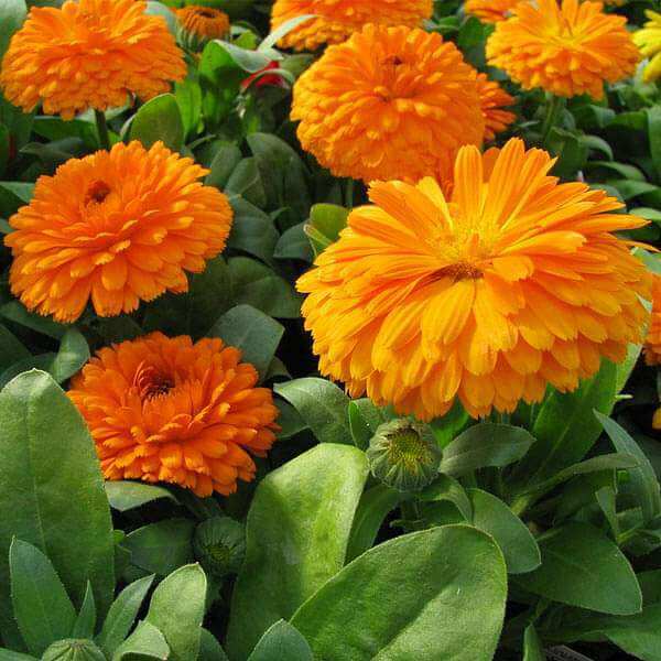 Flower Seed Mix plant