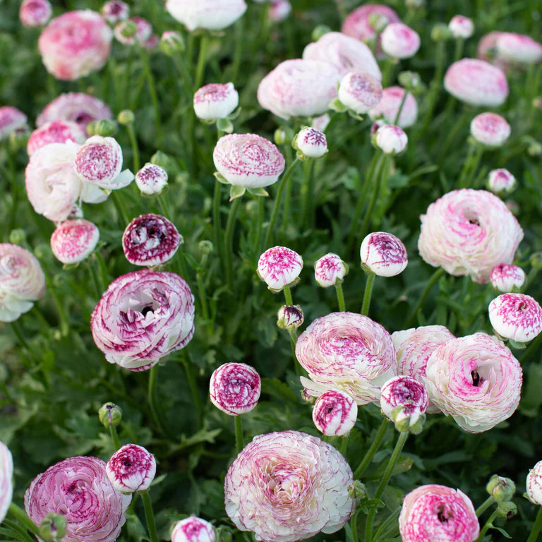 White Pink flower seeds