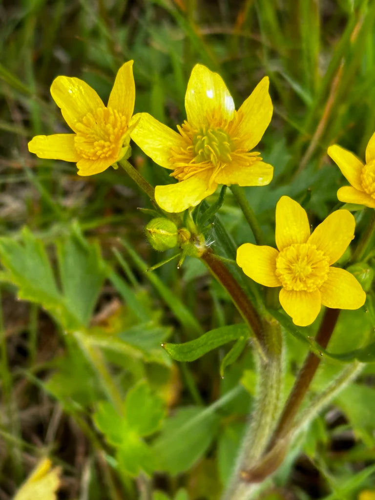 Yellow Buttercup flower seeds