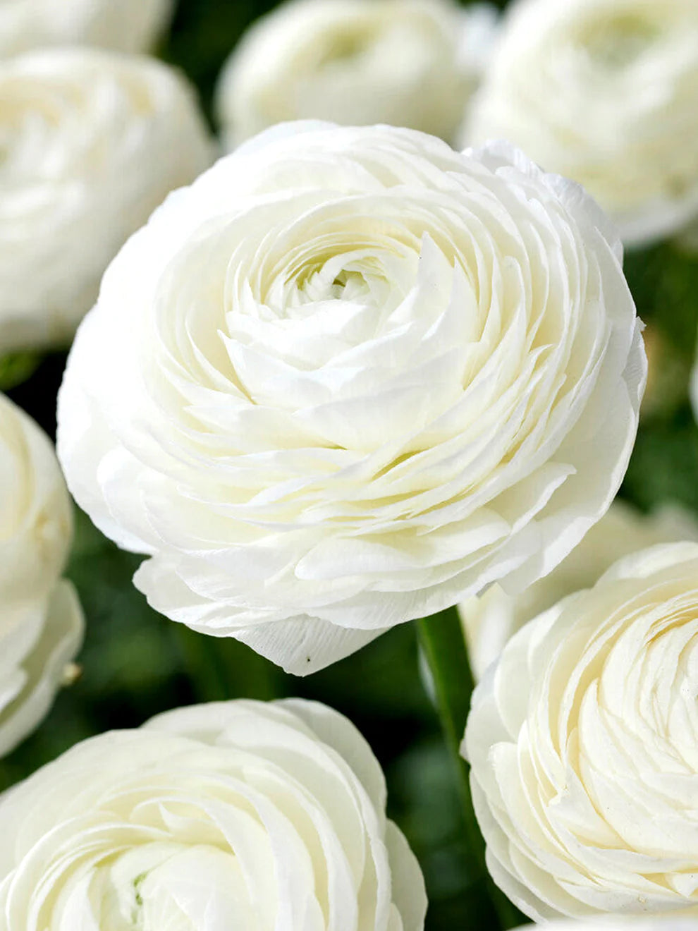 White Ranunculus flower seeds