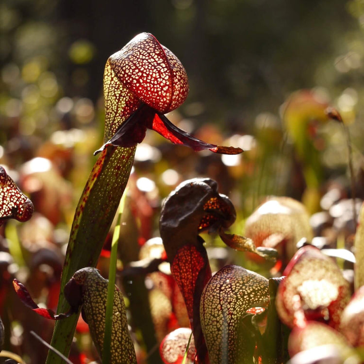 Rare Carnivorous Plant