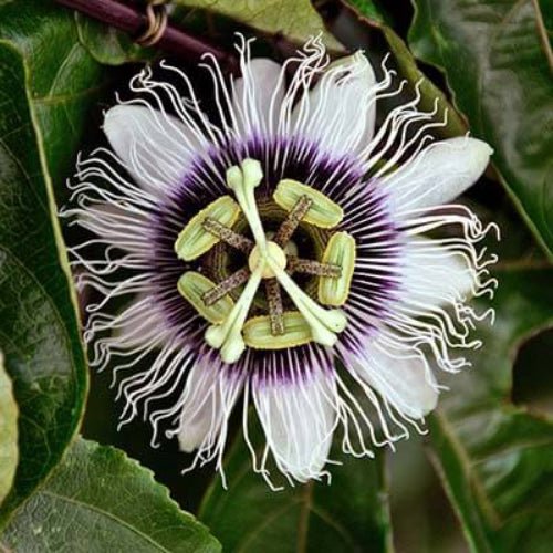 Flower Garden Kit plant