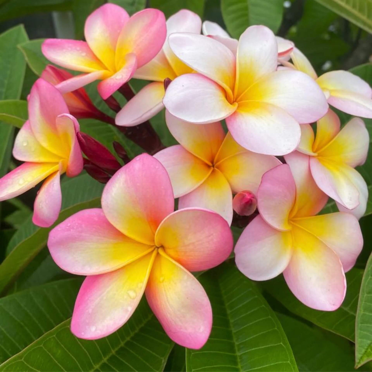 Rare Frangipani plant