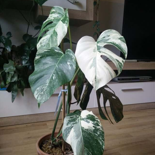Rare Houseplants plant