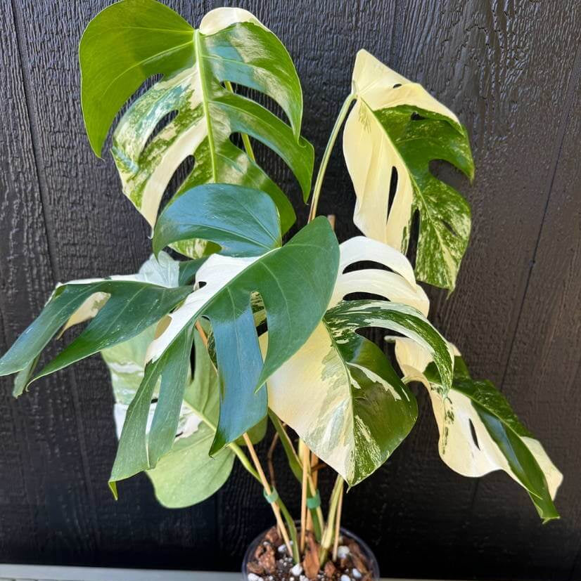 Rare Houseplants plant