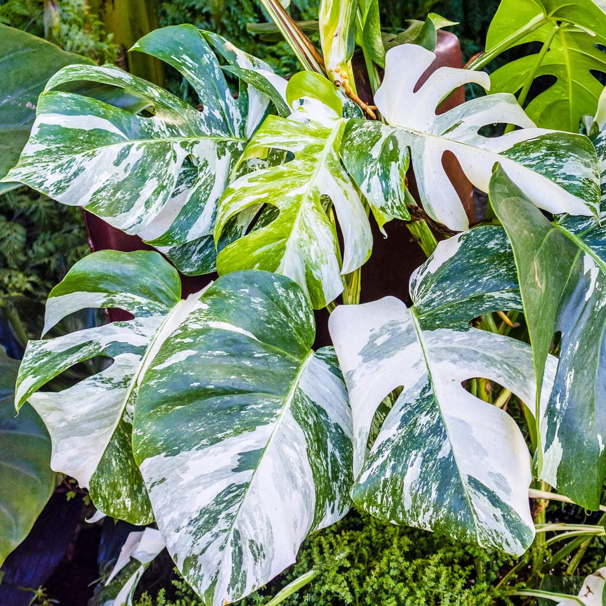 Rare Monstera plant