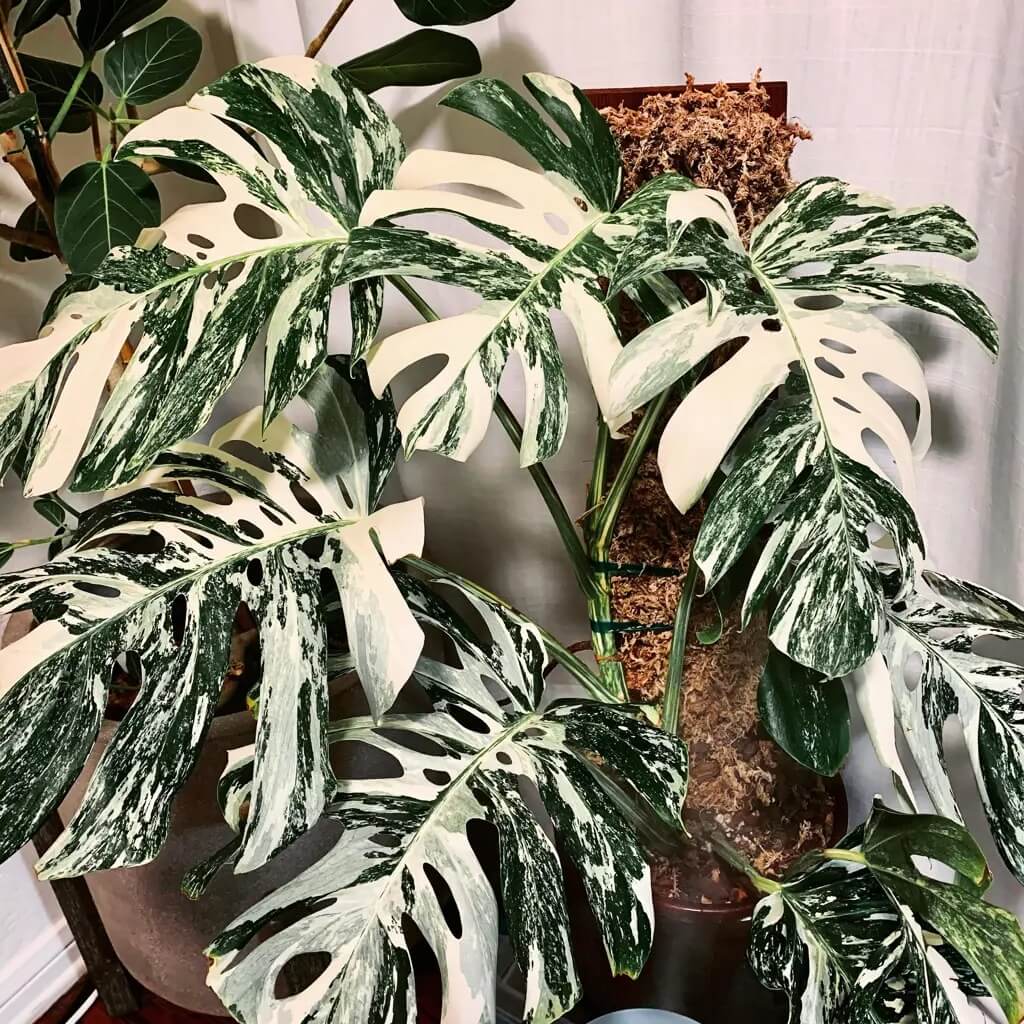 Rare Monstera plant