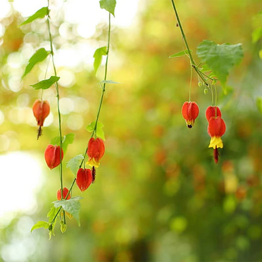 Yellow Bleeding Heart plant