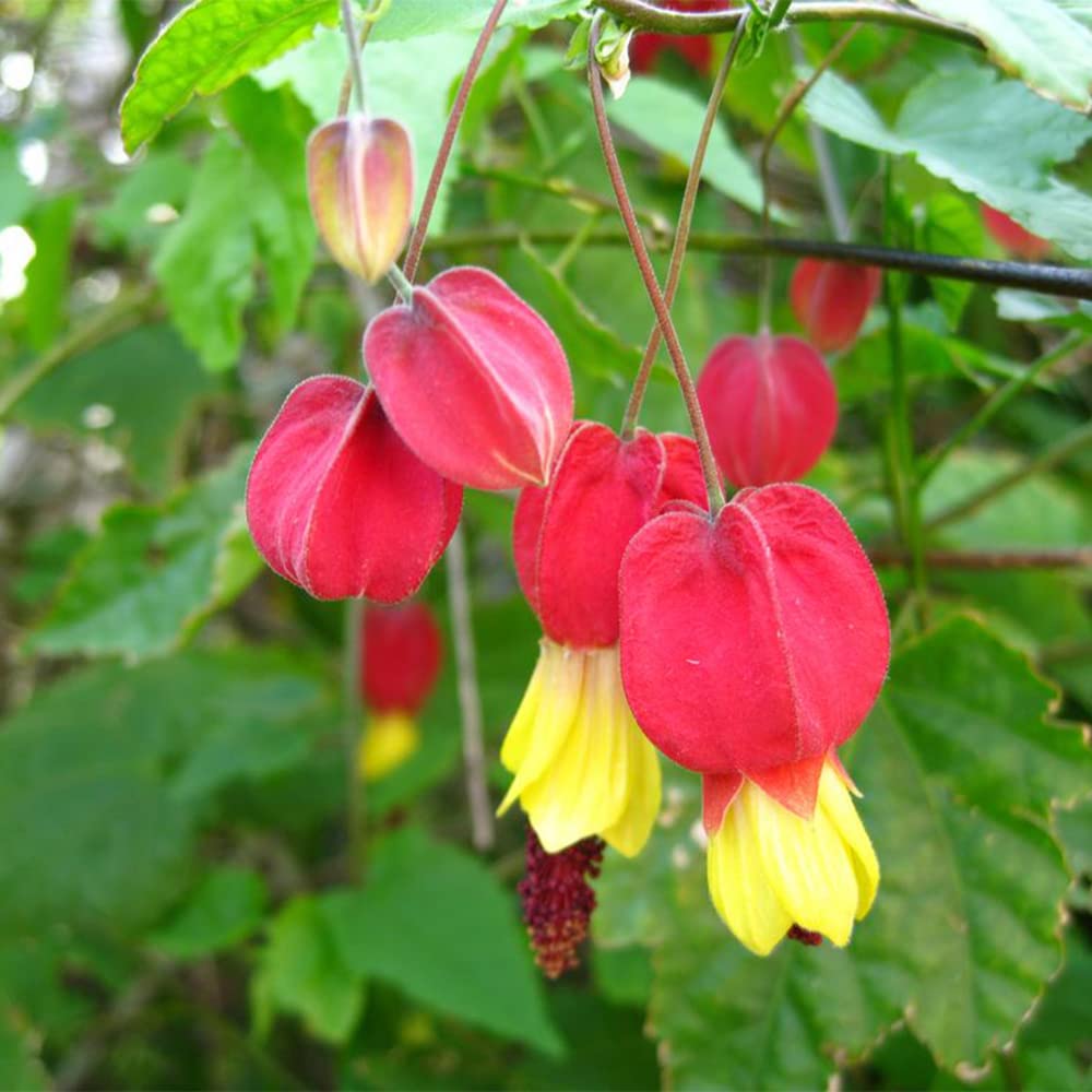 Yellow Bleeding Heart plant