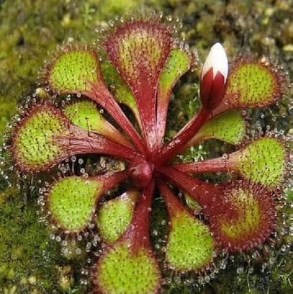 Red Drosera flower seeds