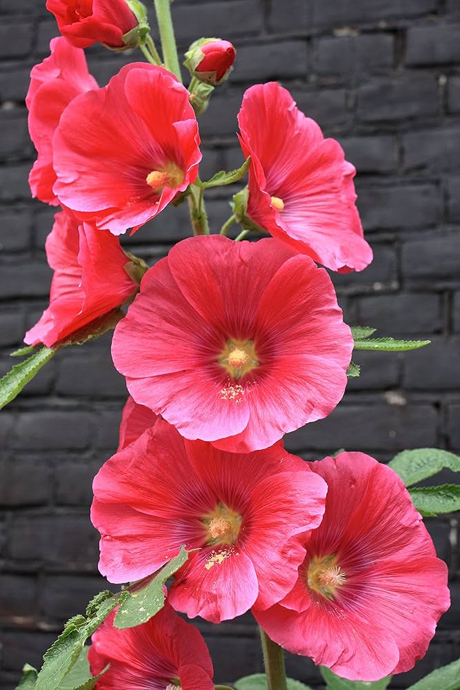 Red Hollyhock flower seeds