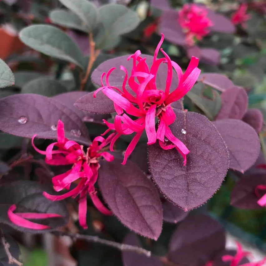 Red Loropetalum flower seeds
