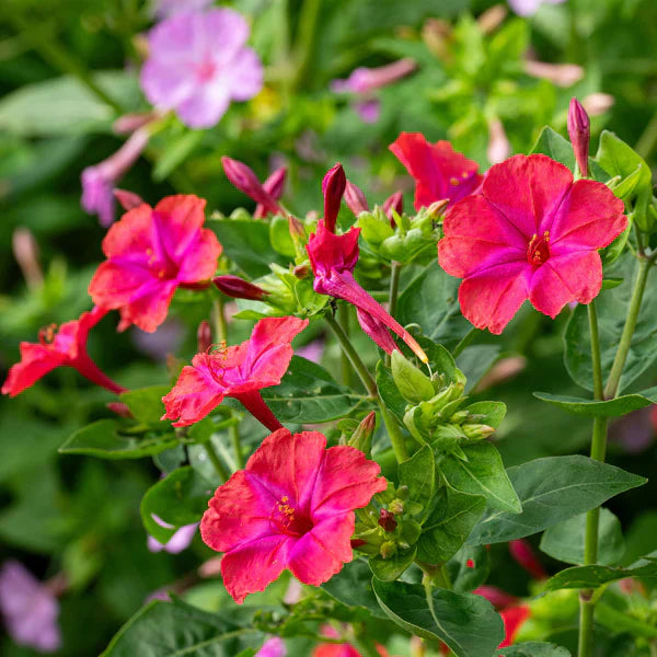 Red Mirabilis flower seeds